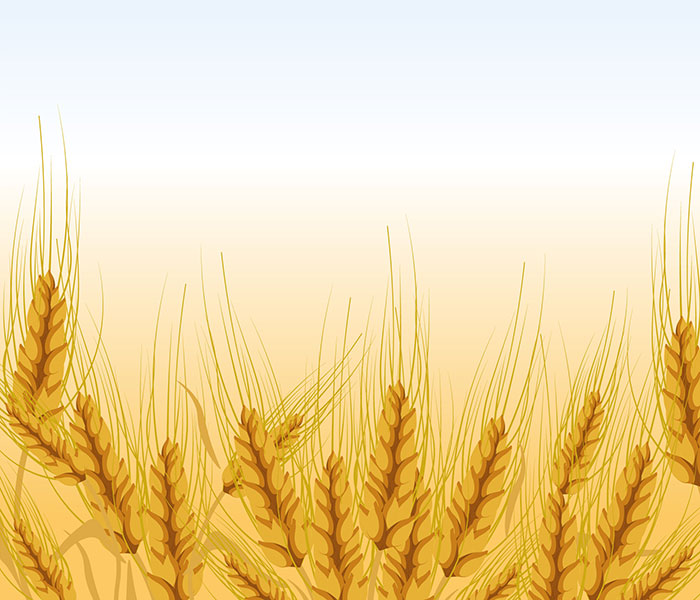 金黄色的小麦背景矢量素材(EPS)