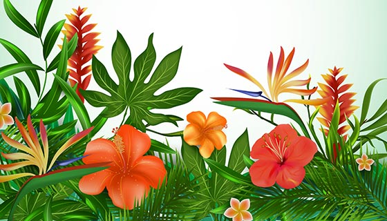 鲜艳的热带花卉矢量素材(EPS/AI)