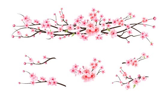 树枝上鲜艳美丽的桃花矢量素材(EPS/免扣 PNG)