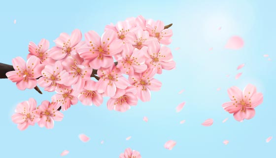 一簇美丽的樱花和樱花花瓣矢量素材(EPS)