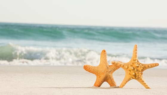 两颗立在海滩上的海星设计清新夏天背景图片素材(JPG)