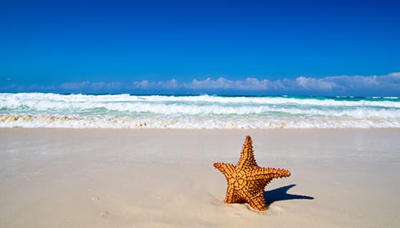 立在海滩上的海星设计清新夏天背景图片素材(JPG)