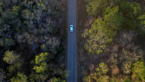 行驶在森林笔直道路上的白色汽车