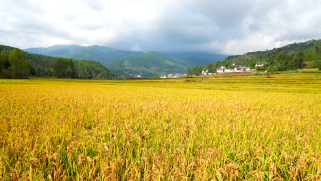 秋天成熟了的金色稻谷