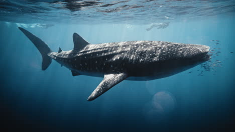 阳光照射着水面下游泳的鲸鲨