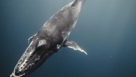 往深海潜入的座头鲸