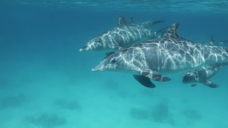 几只海豚在清澈的海水里游泳