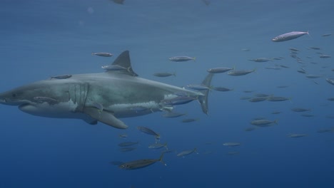 在清澈的海水里游动的大白鲨