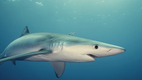 蓝鲨在大西洋蓝色海水中畅游