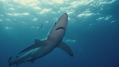 一条巨大的蓝鲨在大西洋中游泳