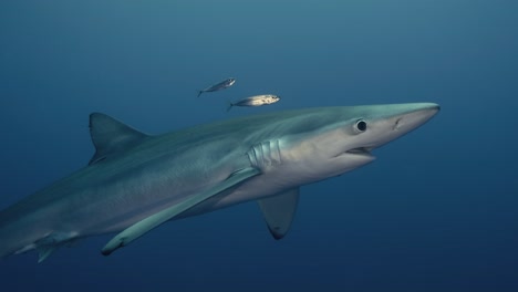 一条大蓝鲨向水面游去