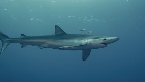 大西洋清澈海水里自由游泳的蓝鲨
