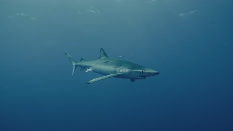 远处游来的一条大蓝鲨