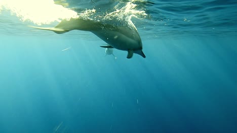 身手矫健的飞旋海豚在海里自由穿梭