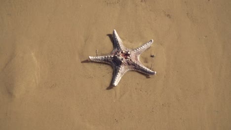 沙滩上的被海浪拍打的海星