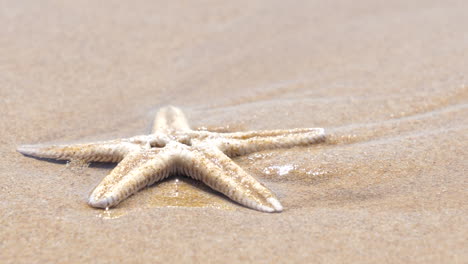 沙滩上静静躺着的海星