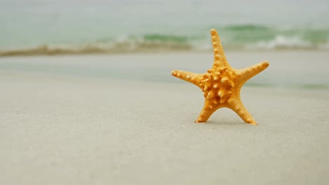 清新海滩上立着的海星