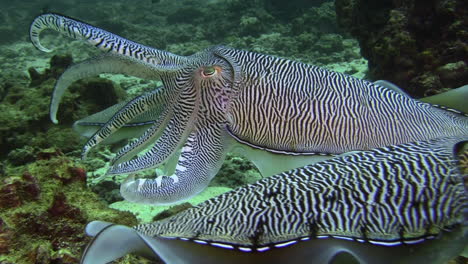 海底珊瑚礁上惬意悠闲的法老乌贼