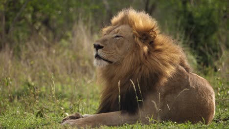 雄性黑鬃狮在大草原上休息