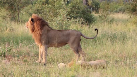 非洲大雄狮躺在配偶母狮旁边