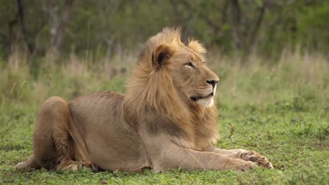 成年雄狮坐在大草原上吹风
