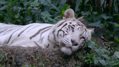 躺在地上休息的白虎