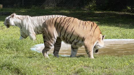 动物园里的白虎和棕虎