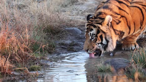 口渴的孟加拉虎在泥塘里喝水