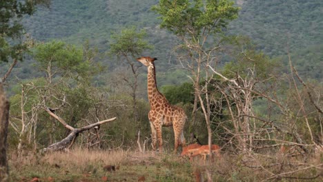 高大的成年长颈鹿吃着树顶的树叶