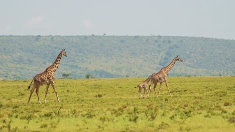 长颈鹿一家三口在大草原上散步