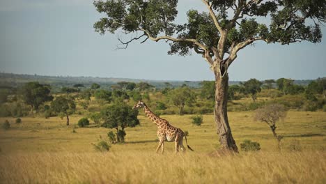 一只长颈鹿在广阔的平原上散步
