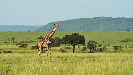 美丽的大草原上一只长颈鹿在散步
