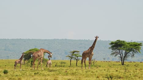小长颈鹿和家人们在广阔的草原上晒太阳