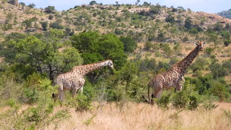 大草原里正在进食的长颈鹿