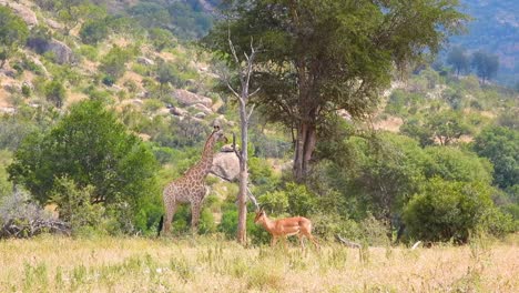 一只羚羊从进食的长颈鹿旁边经过