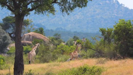 阳光明媚下一群惬意休闲的长颈鹿