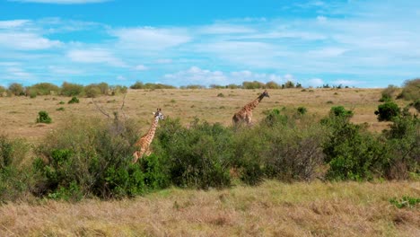 金合欢树丛中的两只长颈鹿