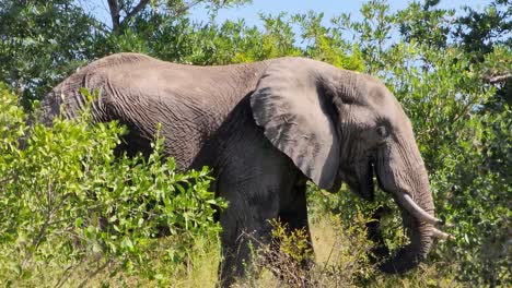 一头巨大的大象在灌木丛中漫步