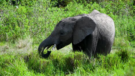 孤独的小象在高高的草丛中吃草