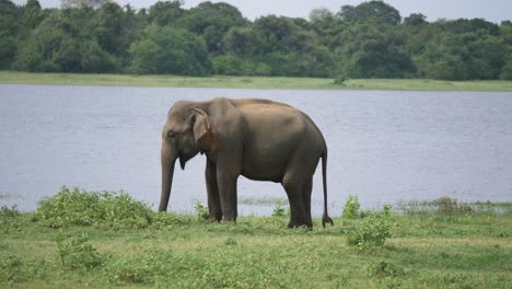 一头大象在河边悠闲地吃草