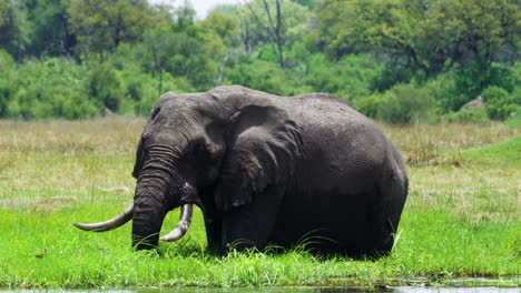 非洲丛林象边吃草边拍打着耳朵