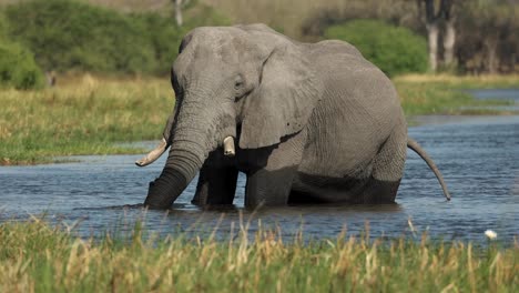 一头巨大的大象在河里喝水