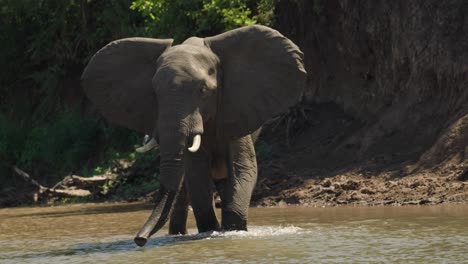大象在浅水中散步以躲避正午的炎热阳光