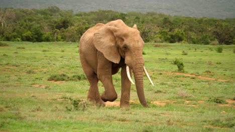一头快乐的大象在草原上摆动着鼻子和尾巴