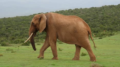 一头大棕色非洲象在草地上散步