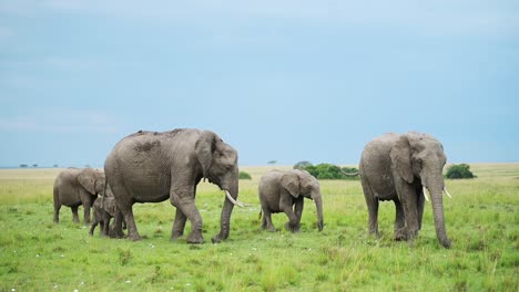 一群大象像一家人一样在绿色的草地上散步