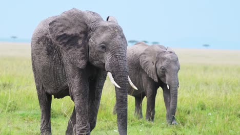 草地上散步的两头大象慢镜头