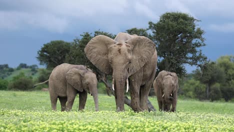 三头非洲象正在尽情地吃着花草