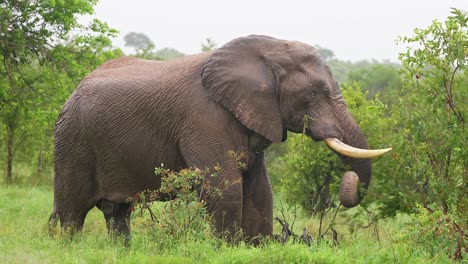 一头巨大的大象正在吃树叶和草
