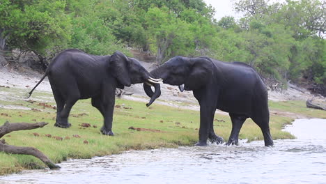 两头非洲丛林象在河边打架